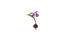 Pleione