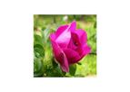 Model 2 Litre Pot Pallet Deal of 50 - Rosa Rugosa (Rugosa Rose)