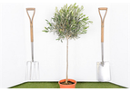 1/2 Standard Olive Tree