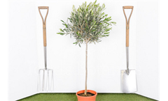 1/2 Standard Olive Tree