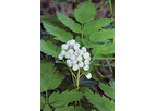 Model Actaea Alba - White Doll's Eyes