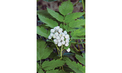 Model Actaea Alba - White Doll's Eyes