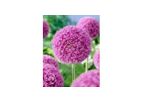 Allium giant Giganteum
