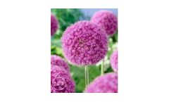 Allium giant Giganteum