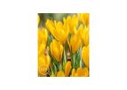 Crocus large flowering Golden Yellow