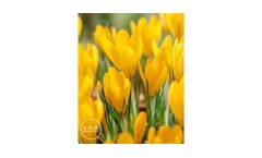 Crocus large flowering Golden Yellow