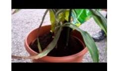 Report verdure correctly Video