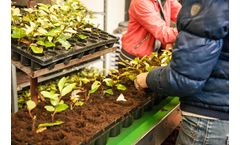 Batouwe - Cuttings