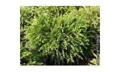 ACACIA - Model 5lt - Honey Bun