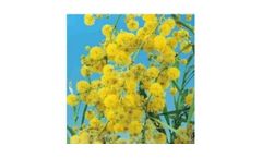 ACACIA - Model 13cm - Saligna