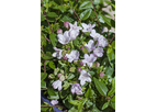 Abelia Bumble Bee