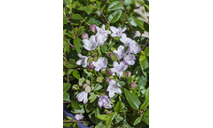 Abelia Bumble Bee