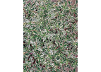 Abelia Snow Fields