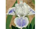 Big Blue Eyes Iris