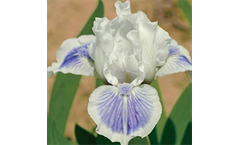 Big Blue Eyes Iris