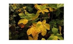 Aesculus Hippocastanum (Horse Chestnut)
