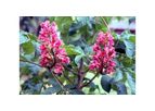 Aesculus x Carnea Briotii