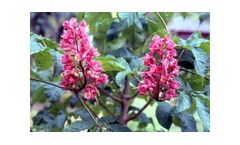 Aesculus x Carnea Briotii