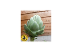 Artichoke Green Globe