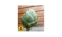 Artichoke Green Globe