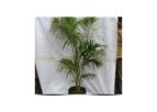 Areca Palm