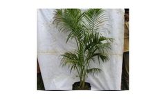 Areca Palm