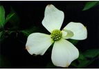 Cornus Nuttalli - Pacific Dogwood