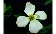 Cornus Nuttalli - Pacific Dogwood