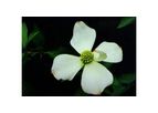 Pacific Dogwood