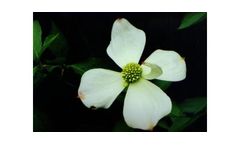 Pacific Dogwood