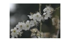 Native American Plum