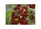 Chokecherry