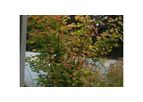 Vine Maple