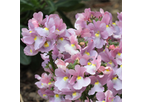 Nemesia Amelie