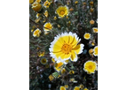 Windflower Seed Mixes