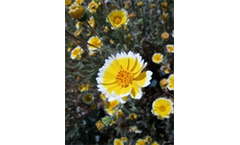 Windflower Seed Mixes