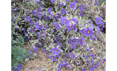 Summer Flowers - Southwest Plants