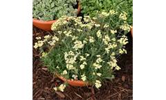 Achillea 'King Alfred'