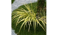 Acorus gramineus 'Ogon'