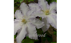 Clematis Gillian Blades