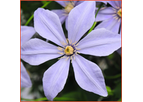 Clematis Sugar-Sweet Blue
