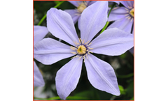 Clematis Sugar-Sweet Blue