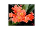Clivia Miniata