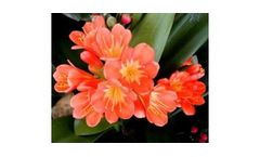 Clivia Miniata