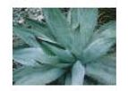 Agave Titanota