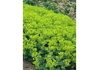 Alchemilla Mollis