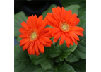 Pot Gerberas
