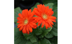 Pot Gerberas