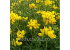 Model WFS330 - Wild Flower Seed Birdsfoot Trefoil