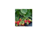 Model VPL65 - Strawberry Honeoye
